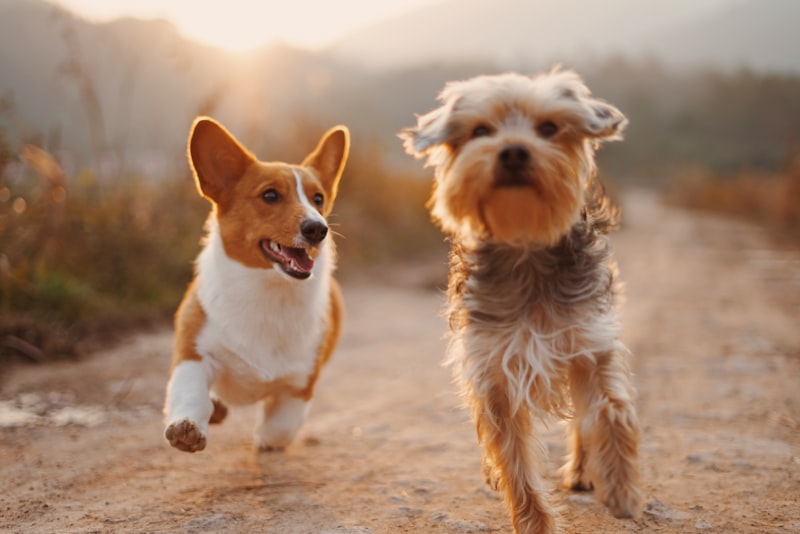 Alimentación para Mascotas